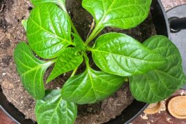 My indoor peppers looking good so far