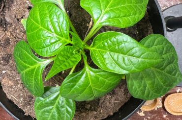 My indoor peppers looking good so far