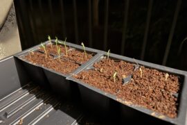 Are these seedlings ready for full sunlight?