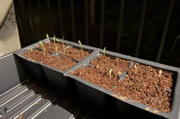 Are these seedlings ready for full sunlight?