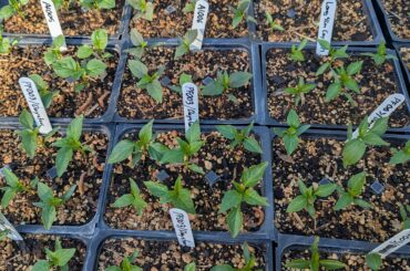 I just love this stage. I think we've weathered the worst of the challenges and off to the races.