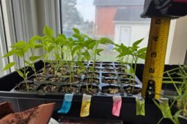 How am I doing? Should I transplant? Looking for advice!