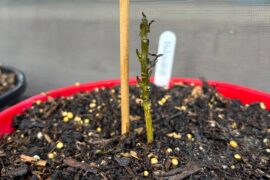 Plants weren’t watered, how best to save them?