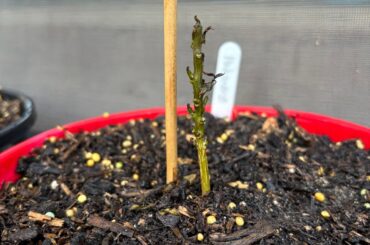 Plants weren’t watered, how best to save them?