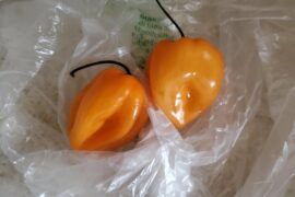 Preparing to make a pizza with a pizza sauce mixed with diced Habanero peppers