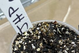 JHP from Black Mesa popped today!