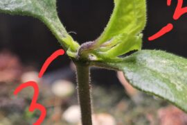 Carolina reaper seedling issues