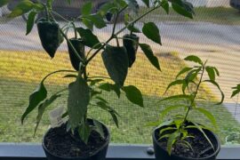 Poblano and Tabasco coming in nicely!