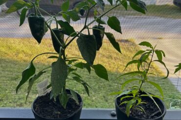 Poblano and Tabasco coming in nicely!