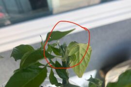 Puppy got into my pepper plant- is it a goner or more akin to just being topped?