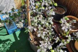 Here is my beautiful Gargoyle fruit by Chiliwelten ready for the season to come