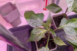 Weirdly curled leaves