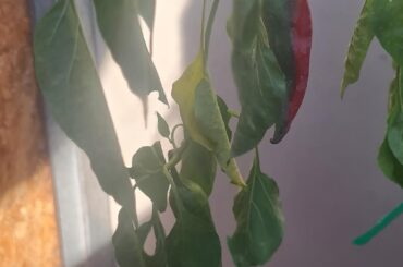 Please needs help