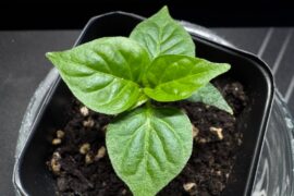 Carolina Reaper - looking for advice (rookie here)