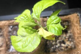 Can I save this ghost pepper plant?