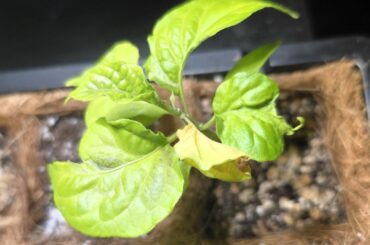Can I save this ghost pepper plant?