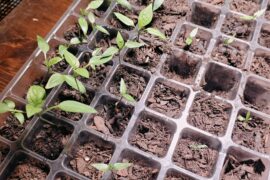 When should I transplant to a bigger pot?