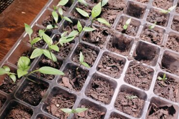 When should I transplant to a bigger pot?