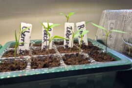 First timer starting from seed, how's it looking?