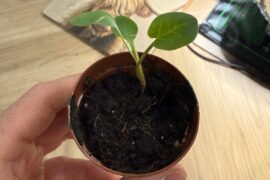 Is this a chilli seedling?
