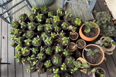 Transplant day!