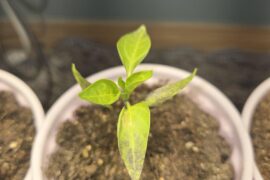 Purple/burnt jalapeno leaves?