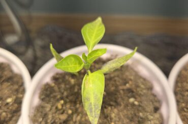 Purple/burnt jalapeno leaves?