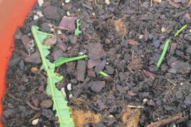 I'm at my wits end please help