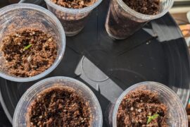 Transplanted some seedlings from a paper towel into cups on Saturday, but the dirt is still moist/wet?