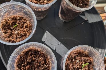 Transplanted some seedlings from a paper towel into cups on Saturday, but the dirt is still moist/wet?