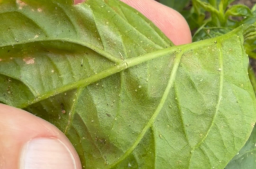 Are these aphids?