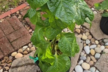 Plants to start the hardening process.
