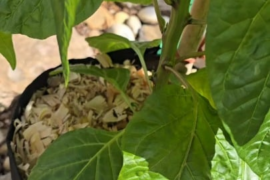 Kangh Starr Peach Starrkist