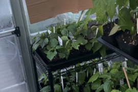 Video of the greenhouse