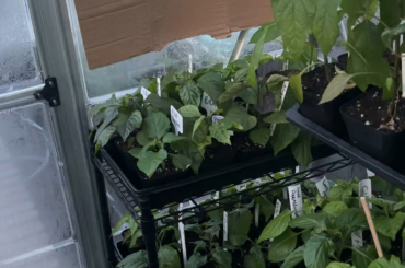 Video of the greenhouse