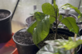 A double espresso, a joint, and this: