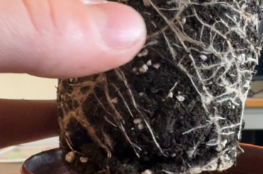 Is this rootbound?