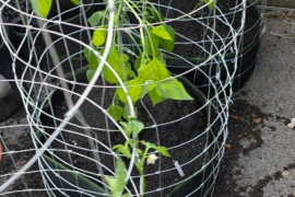 That aint a bush. That's a Tree experiment. They're finally outside.