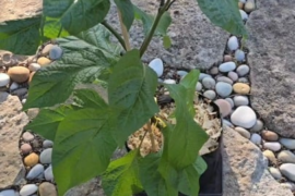 One myth I stopped believing