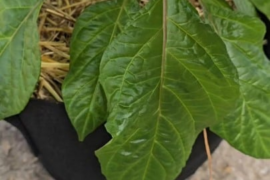 Red Caribbean Habanero