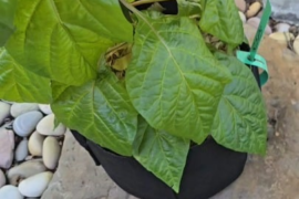 Ksps Poised to be every productive