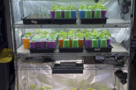 Peppers be Poppin’ !