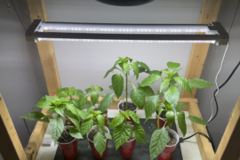 Is this too much fan?