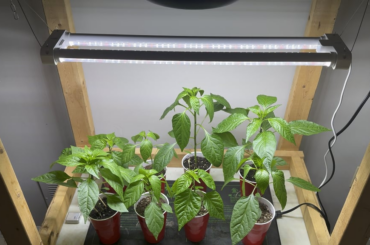 Is this too much fan?