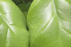 Are these mites or something else?