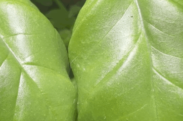 Are these mites or something else?