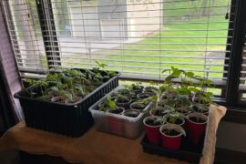 Inside-out Midwest Bounce Update