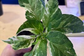 Today's theme: Dark Foilage and Variegation.