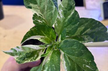 Today's theme: Dark Foilage and Variegation.