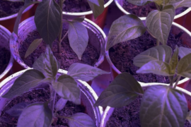 Lurking in my pepper tent